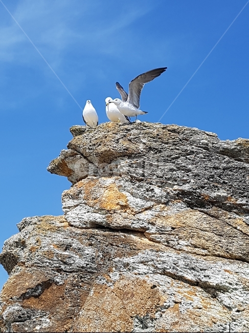 하늘,갈매기,commongull,조류,갈매기과,동물,animal,조류,새,birds