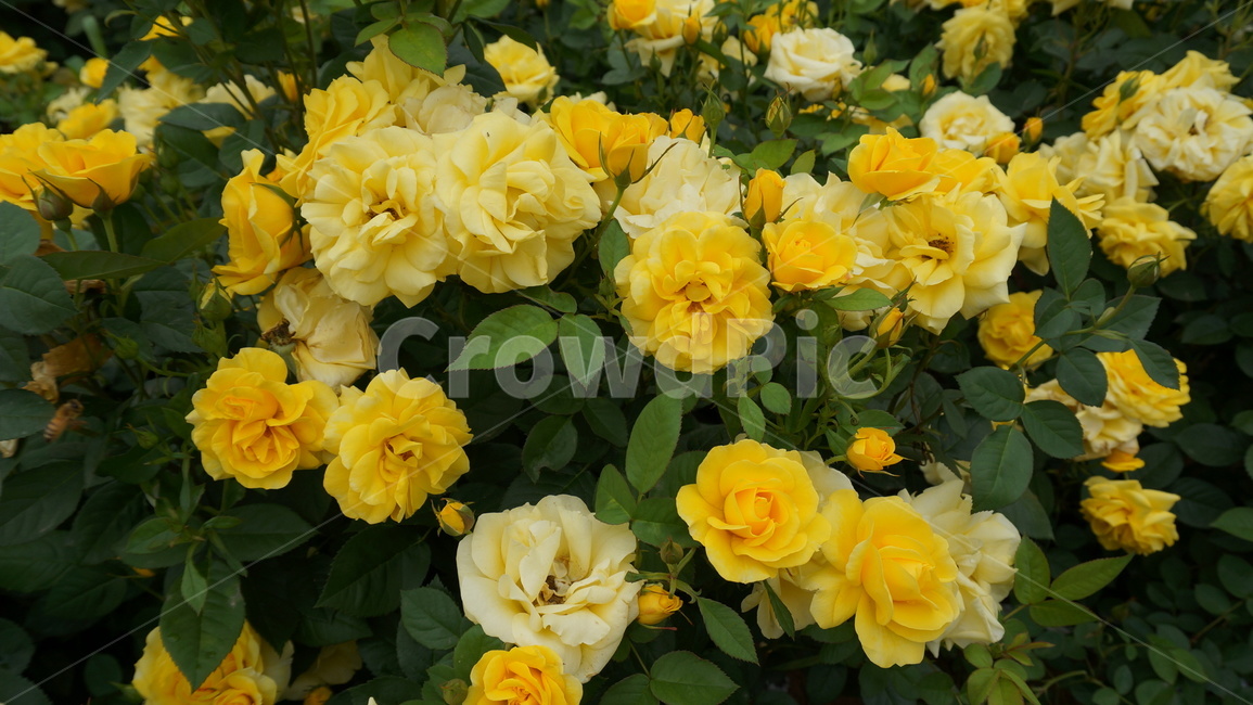 꽃,자연,식물,꽃축제,예쁜꽃,식물,자연,plants,nature,꽃,flower