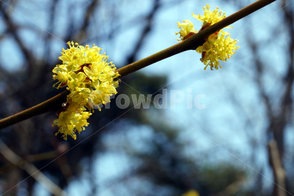 산수유,꽃,나무,하늘,봄,자연,식물,sansuyu,flowers,trees,sky,spring,nature,plants