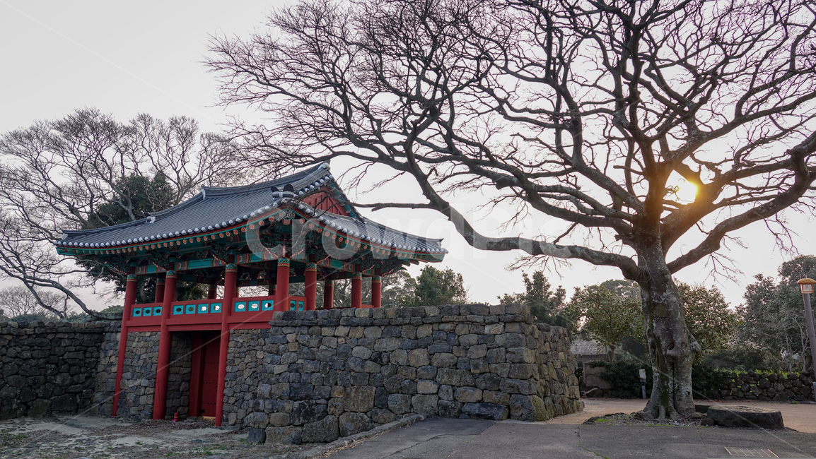 한옥,민속마을,고목나무,전통적인,한국적인,진달래꽃,자연,풍경,나무,노을,한국전통,한국문화,korean traditional,korean culture,건축물,건물외관,exterior,building,structure,architecture,construction