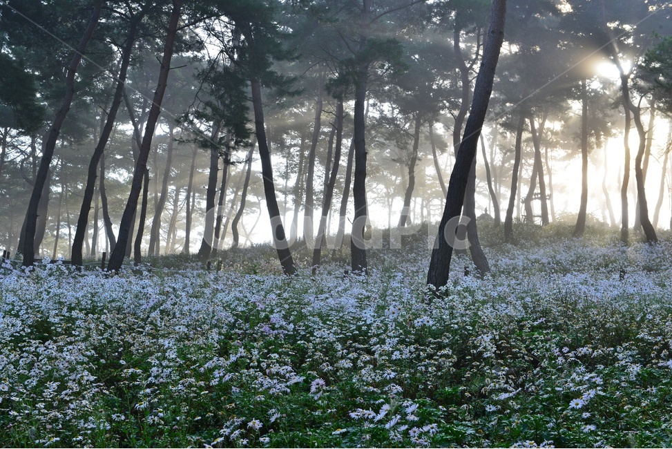 weather,날씨,fog,안개,nature,자연,outdoors,옥외,tree,나무,plant,식물,treetrunk,나무줄기,vegetation,초목,woodland,삼림지,forest,숲,정읍,구절초공원,구절초,구절초축제,소나무