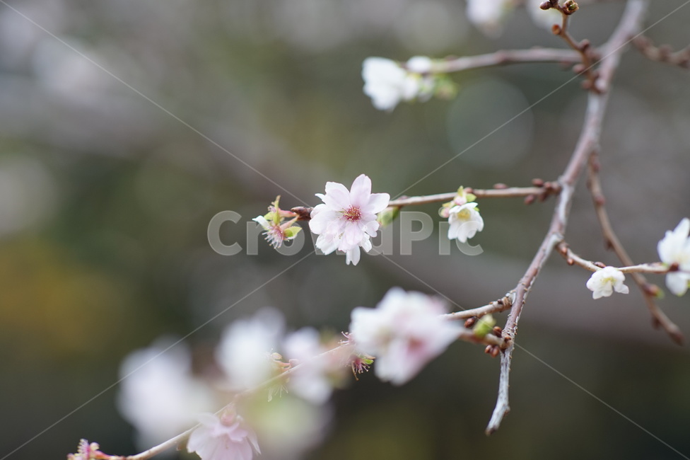 plant,식물,blossom,flower,꽃,벚꽃,봄,계절,spring,season