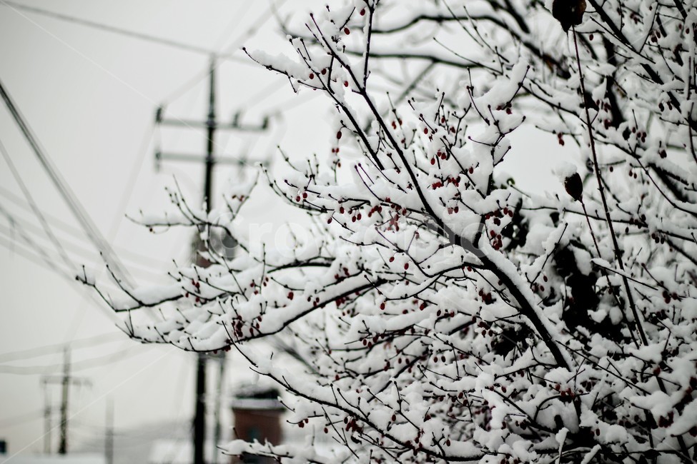아침,출근길,눈,눈온날,나무,쌓인눈,좋은날,겨울,계절,winter,season,식물,자연,plants,nature