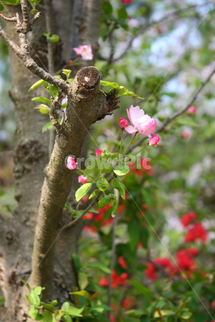 식물,꽃,plant,flower,blossom,식물,자연,plants,nature,꽃,flower