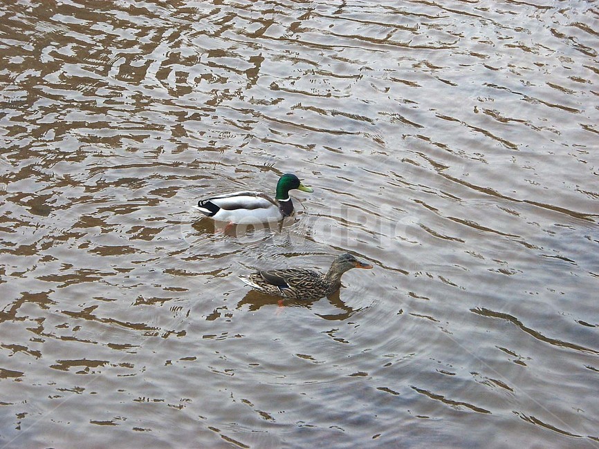 오리,천둥오리,조류,동물,실개천,동물,animal,조류,새,birds