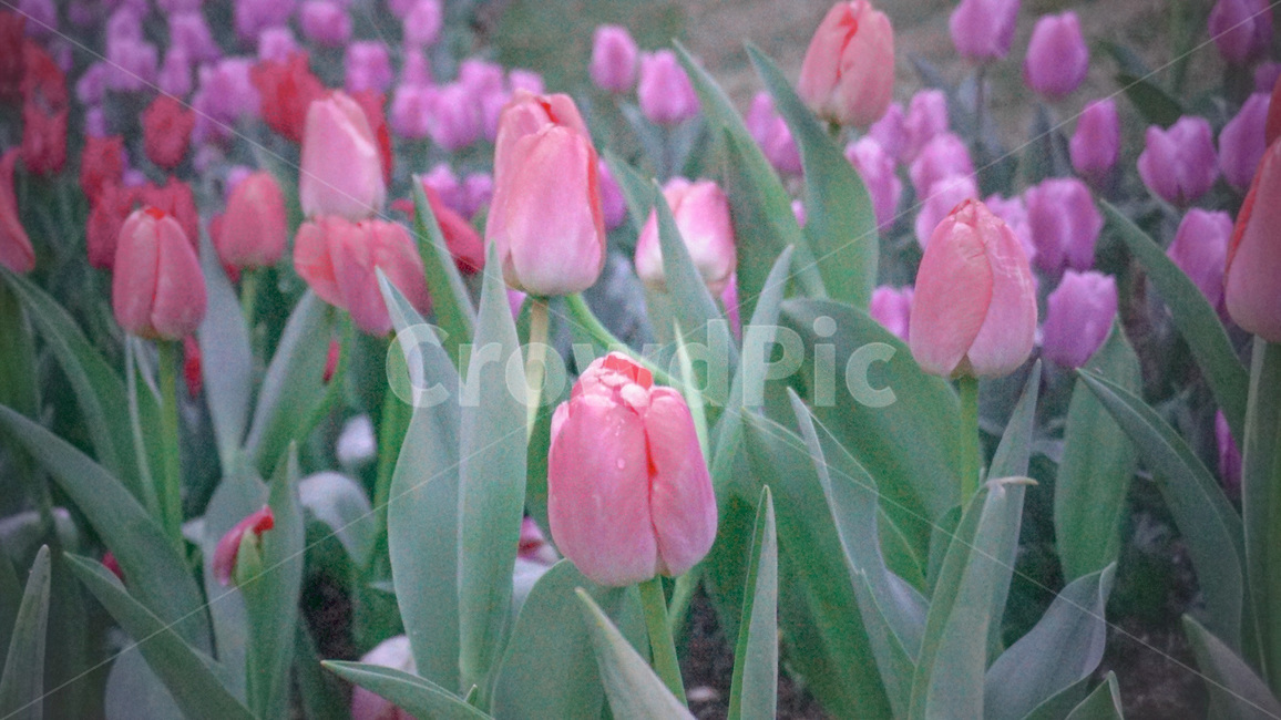 튤립,꽃,핑크,식물,tulips,flowers,pink,plant,식물,자연,plants,nature,꽃,flower