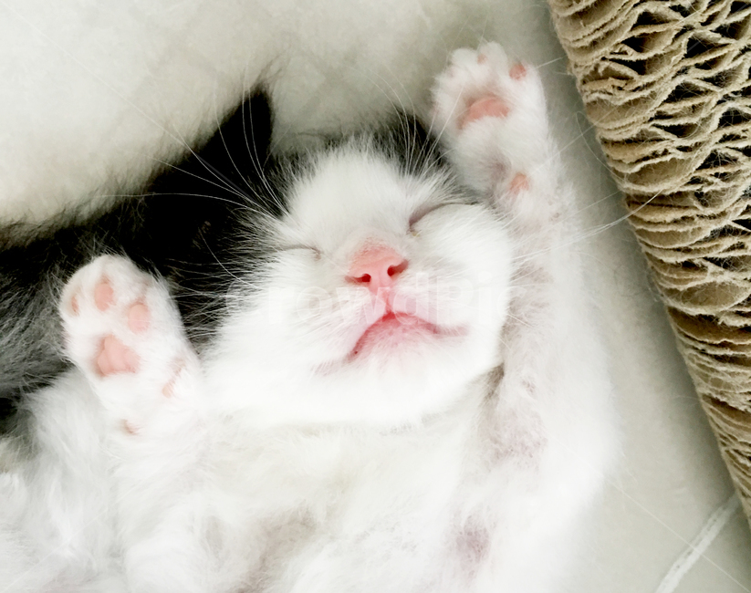 아기고양이,잠자는아기고양이,잠,고양이,cat,animal,kitten,babycat,고양이잠,고양이표정,편안함,휴식,고양이발,고양이발바닥,잠자는고양이,귀여운,동물,반려동물,포유류,털,수염,어린,행복,동물,animal,포유류,mammal,고양이,cat,kitten,kitty