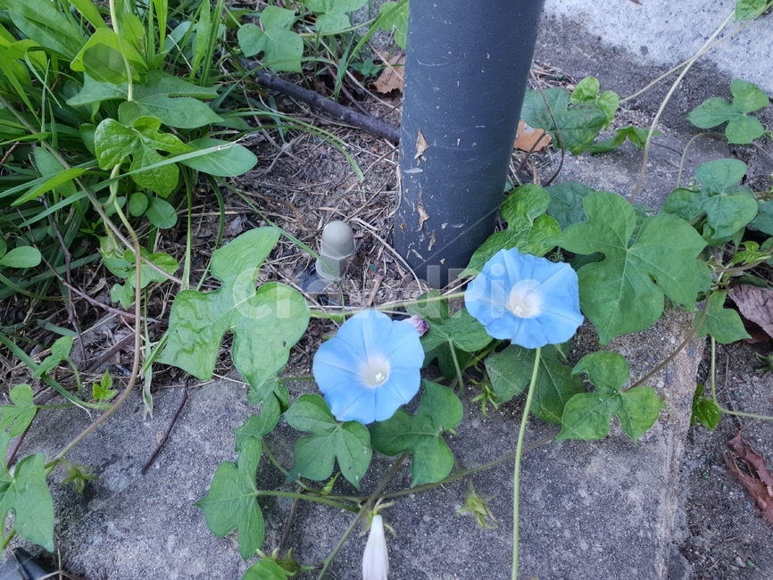 파랑,나팔꽃,힐링,꽃,식물,자연,새벽,식물,자연,plants,nature,꽃,flower