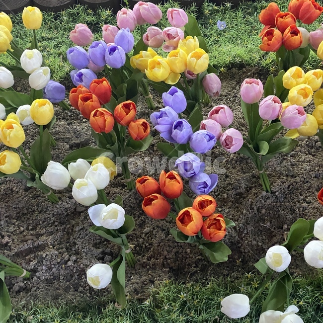flower,background,벚꽃,night,plant,식물,꽃,봄,spring,튤립,rainbow
