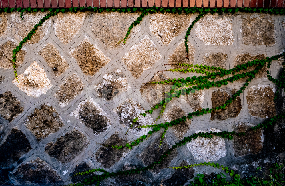 풍경,벽,풀,넝쿨,walkway,식물,자연,plants,nature