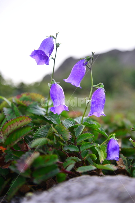 설악산,대청봉,야생화,금강초롱,꽃,식물,자연,plants,nature,꽃,flower
