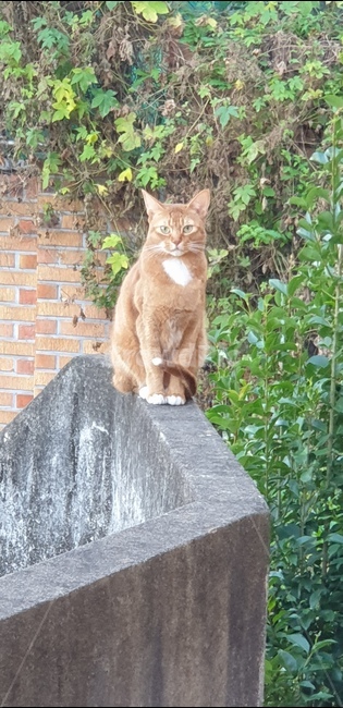 cat,고양이,동물,길고양이,길냥이,animal