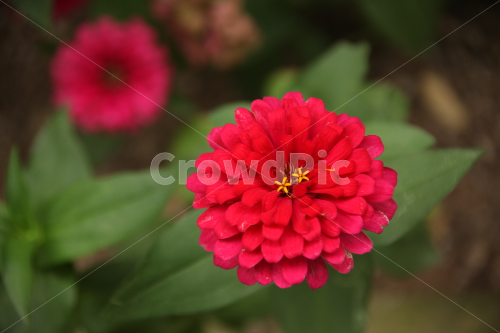 공원,빨간꽃,꽃,이쁜꽃,공원에있는꽃,식물,자연,plants,nature,꽃,flower