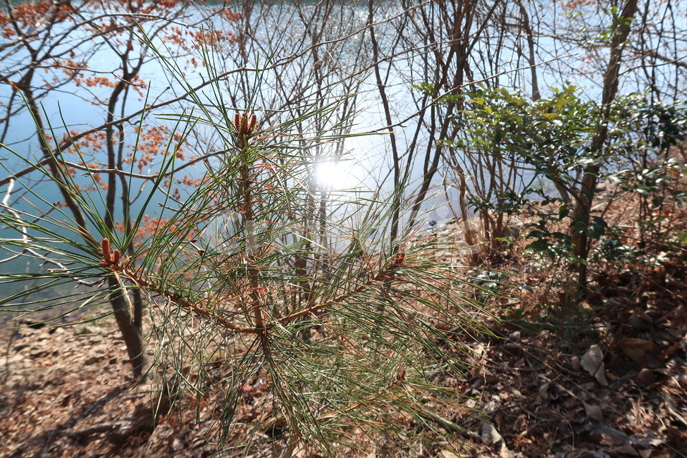 소나무,나뭇잎,겨울,물,반사,햇빛,자연,식물,자연,plants,nature