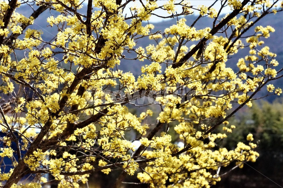 봄,산수유,꽃,노란색,나무,식물,자연,계절,yellow,nature,season,flower,beauty,tree,봄,계절,spring,season,식물,자연,plants,nature,꽃,flower,plant,blossom
