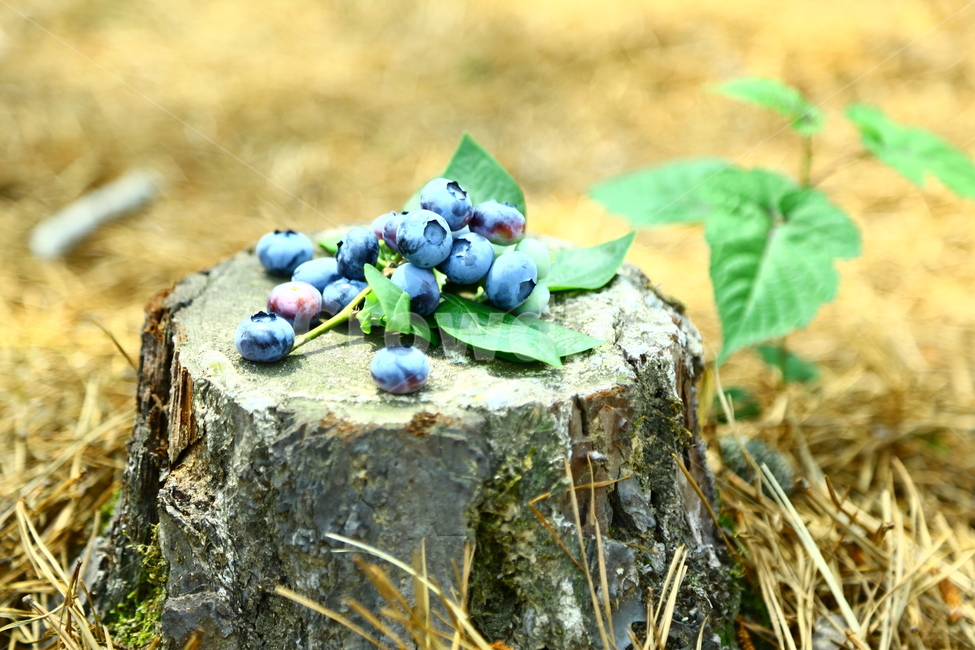 블루베리,베리,과일,blueberry,berry,fruit,food,sweet,fresh,음식,식재료,요리,food,cook,meal,dishes,food reserves,과일,열매,fruit,감성,sensible,feeling