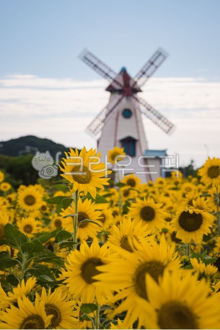 해바라기,해바라기꽃,해바라기꽃밭,해바라기밭,해라바리풍경,plant,식물,flower,꽃,sunflower,식물,자연,plants,nature,꽃,flower
