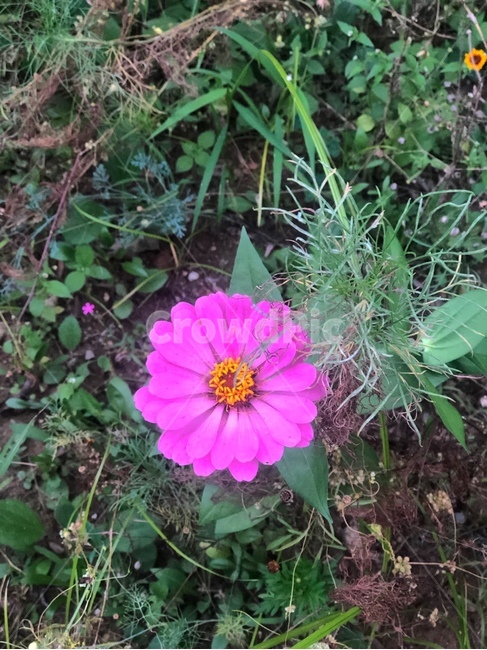 꽃,flower,꽃한송이,자연,시골
