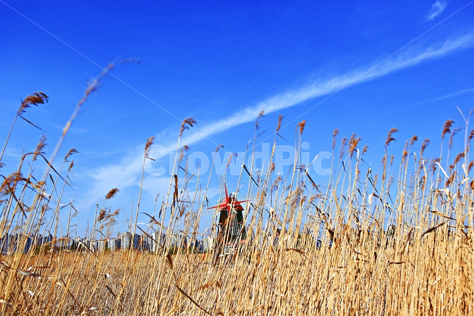 풍차,갈대,식물,자연,생태공원,풍경,배경,가을,계절,fall,autumn,season,자연,풍경,nature,landscape,grass,잔디,plant,lawn,reed