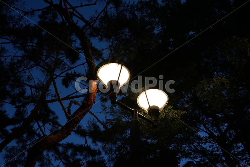 가로등,야경,소나무,나무,불빛,야경,밤,풍경,nightscape,night,landscape