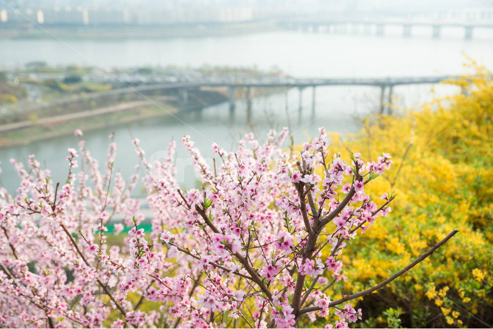 	봄,벚꽃,핑크,나무,꽃,계절,분홍,따뜻함,꽃잎,밝음,식물,들꽃,들판,공원,나들이,소풍,풍경,자연,자연풍경,개나리,노랑,강,한강,다리,홍매화,봄,사물,서울,도시,동산,포근함,화사한,봄,계절,spring,season,식물,자연,plants,nature,꽃,flower,감성,sensible,feeling,plant