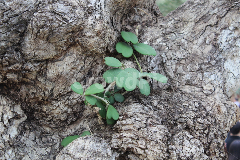 tree,oldtree,passionflower,나무,고목,클로바,하트잎,leaf,leafonthetree,식물,자연,plants,nature,나무,trees,wood