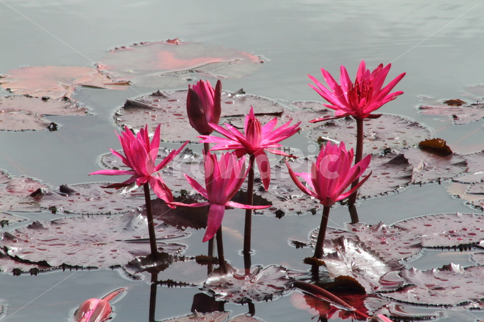 연,수련,꽃,식물,waterlily,식물,자연,plants,nature,꽃,flower