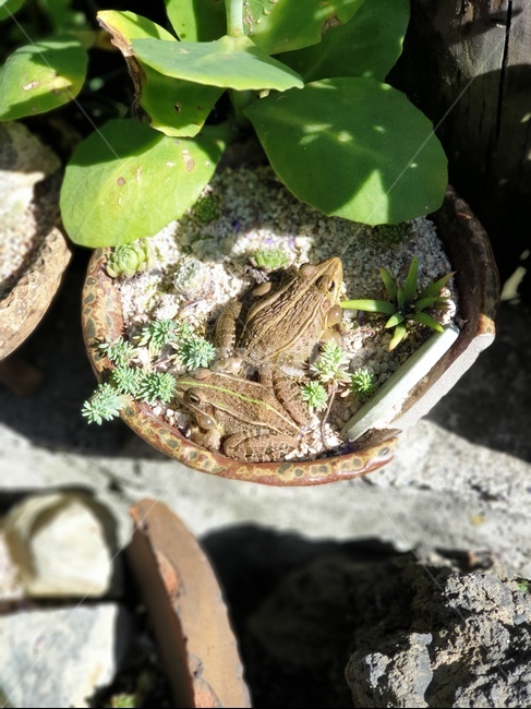 개구리,한국개구리,참개구리,화분,frog,개구리한쌍,야생생물