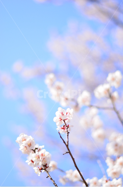 봄,꽃,매화,벚꽃,자연,식물,봄,계절,spring,season,식물,자연,plants,nature,꽃,flower,감성,sensible,feeling,색깔,색상,색채,색감,color sense,color sensitivity,feeling of color,plant