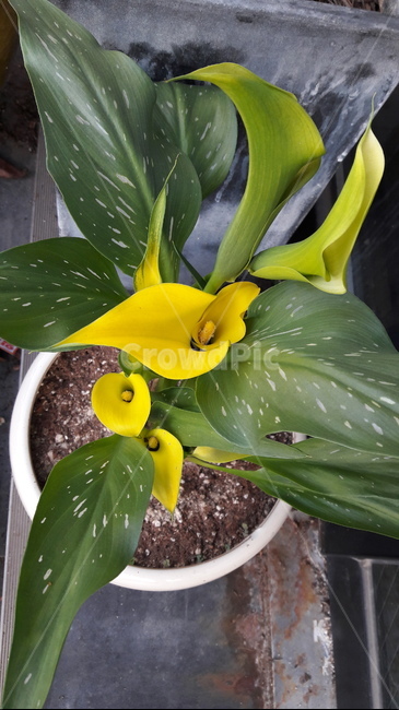 flower,꽃,blossom,plant,식물,카라,실내용화초,화분,화초,house plant
