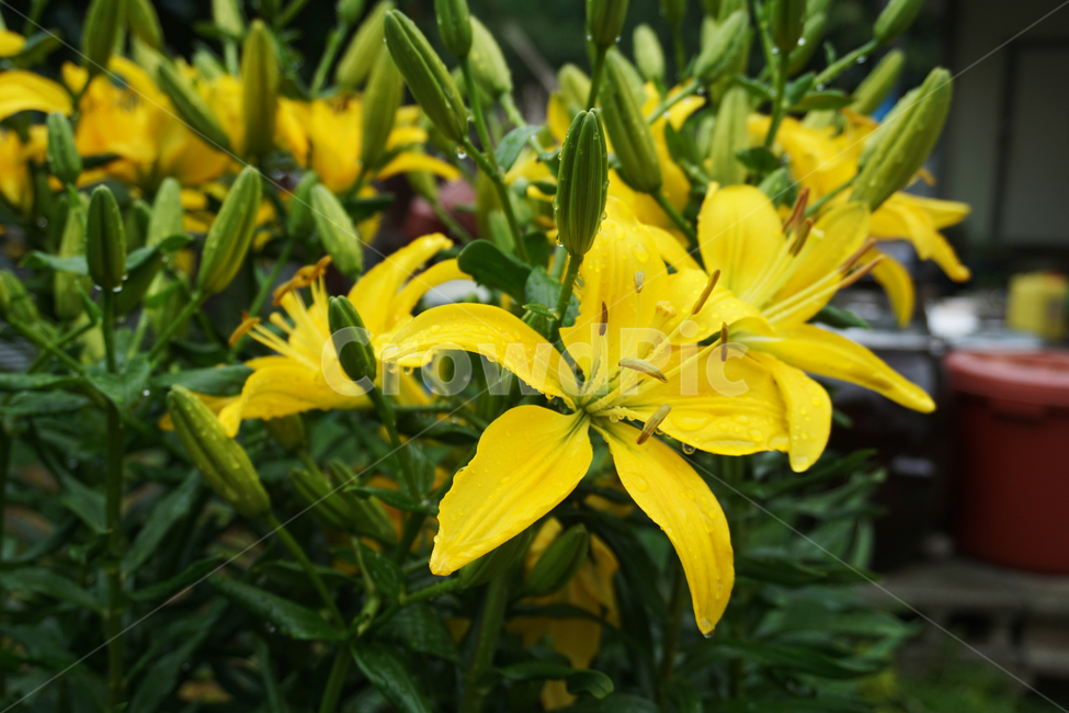 꽃,백합,나리,여름,노랑,자연,lily,flower,yellow,nature,빗방울,rain,raindrop,초록,green,bloom,summer