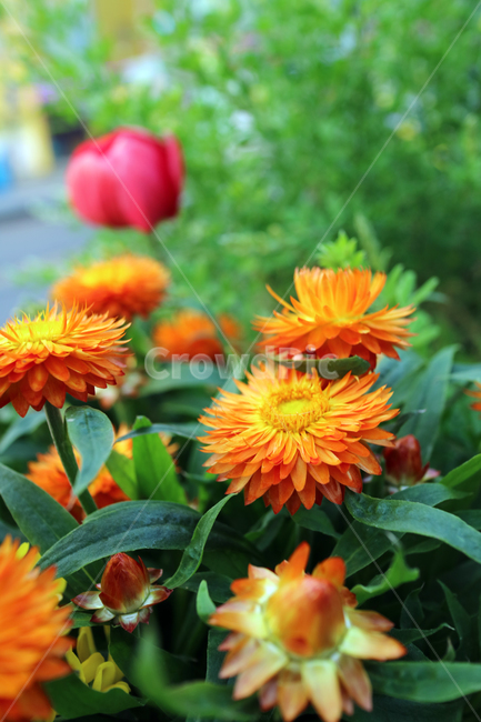 꽃,flowers,봄,계절,식물,자연,꽃밭,정원,아름다움,뷰티,배경이미지,백그라운드,배경,클로즈업,가드닝,텃밭,화려한,꽃잎,꽃송이,꽃봉오리,노란,노란꽃,식물,자연,plants,nature,꽃,flower