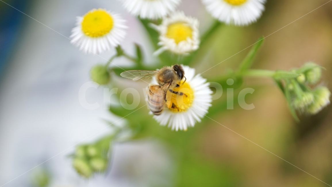 개망초,꽃,플라워,벌,곤충,자연,식물,꿀,nature,insect,honey,bee,flower,꿀벌,말벌,동물,animal,감성,감성사진,스냅,스냅사진,snap,snapshot,풍경,landscape,꽃사진,접사,macro,봄,spring,계절,season,한국자연,korea,식물,자연,plants,nature,동물,animal,곤충,벌레,insect,bug,꽃,flower