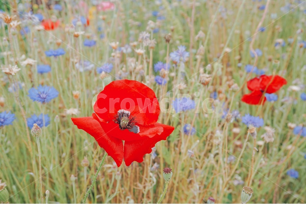 양귀비,꽃,양귀비꽃,함안,함안둑방길,자연,하늘,식물,자연,plants,nature,꽃,flower