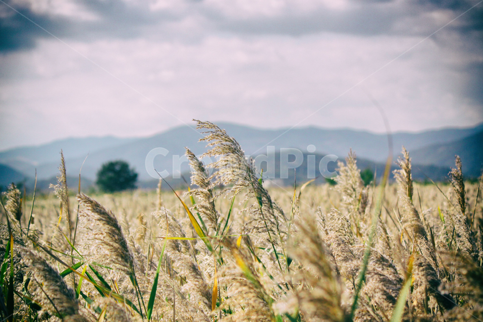가을,계절,갈대,갈대밭,순천만,자연,풍경,fall,autumn,seasons,reed,bay,suncheonbay,만,nature,landscape,가을,계절,fall,autumn,season,식물,자연,plants,nature,감성,sensible,feeling,plant,vegetable,야채,food,음식,grain,곡물