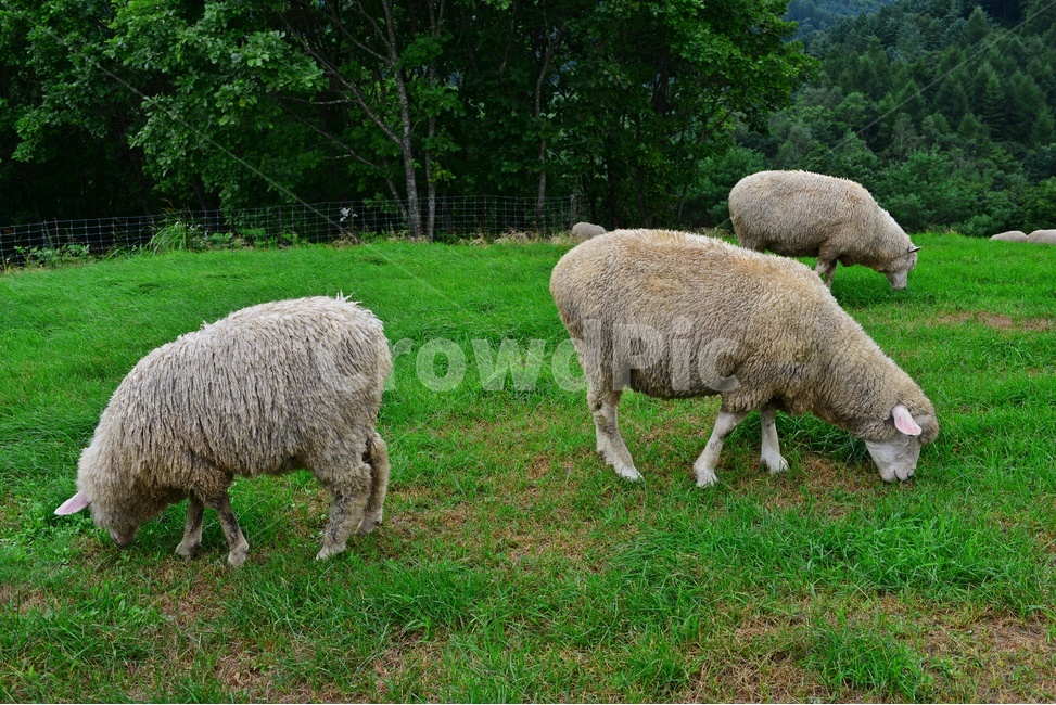 강원도,평창,대관령,양떼목장,field,들,outdoors,옥외,grassland,animal,동물,sheep,양,mammal,포유류,nature,자연,rural,농촌,farm,pasture,목장,ranch,농장,grazing,방목,meadow,목초지,경치,경관,풍경,동물,animal,포유류,mammal,목축업,목장,livestock farming,ranching,pasture