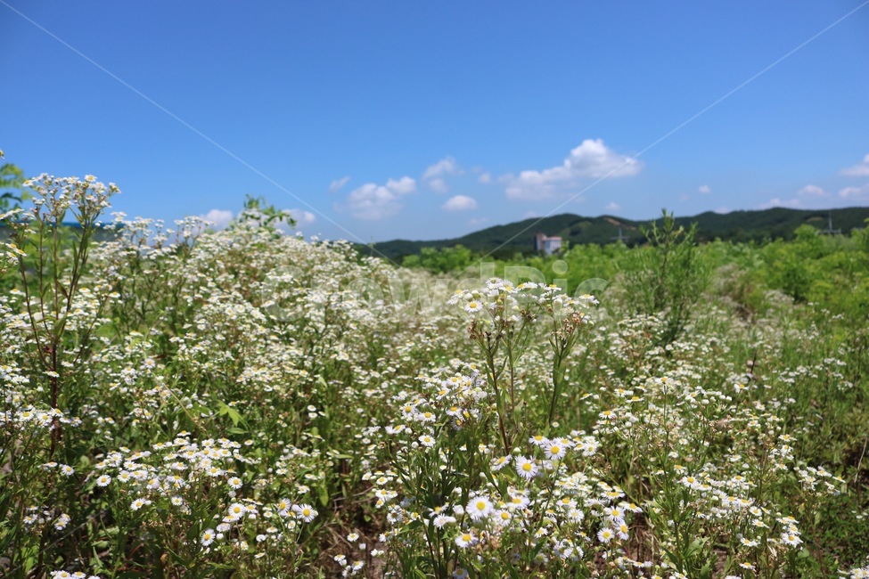 여름,하늘,자연,파랑,꽃,계란꽃,식물,초록,흰색,노랑,summer,natsu,sky,sora,nature,blue,ao,flower,hana,eggflower,tamagohana,plants,shokubutsu,green,midori,white,shiro,yellow,kiiro,산,mountain,yama,구름,cloud,kumo,자연,풍경,nature,landscape