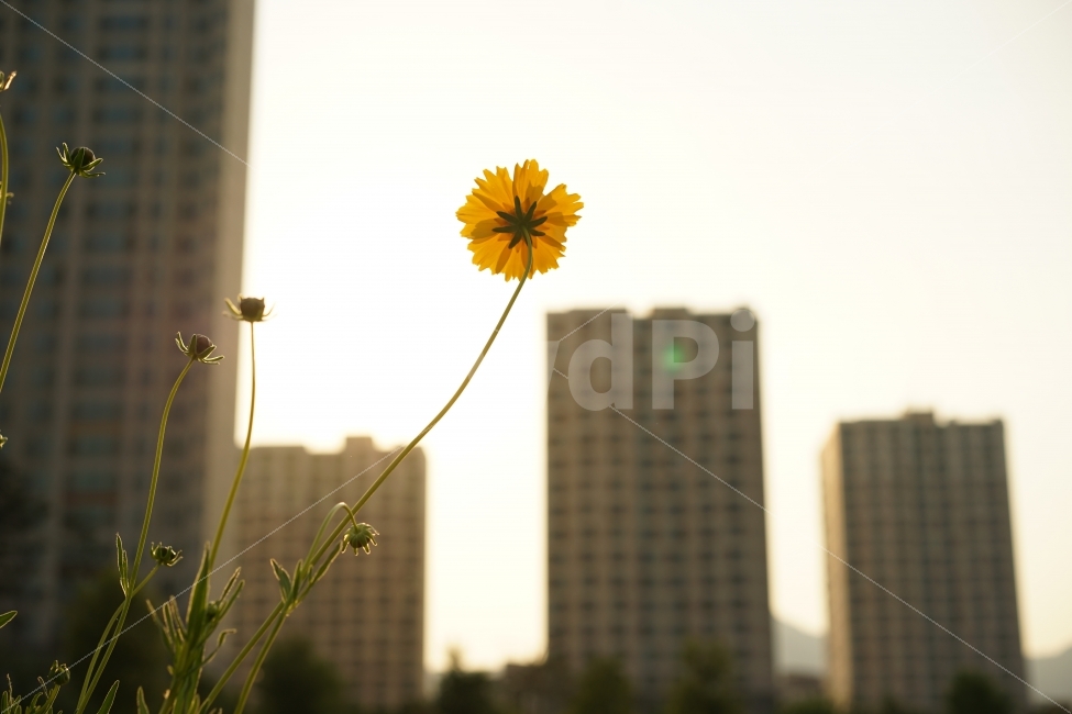 꽃,식물,들꽃,건물,감성,감성사진,역광,빛,느낌,감성샷,풍경,풍경사진,생명,노랑,옐로우,도시,풍경,city,landscape,식물,자연,plants,nature,꽃,flower,감성,sensible,feeling
