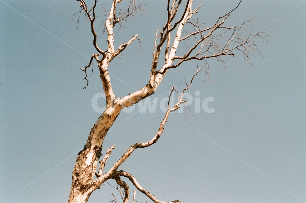 자작나무,나무,자연,나뭇가지,wood