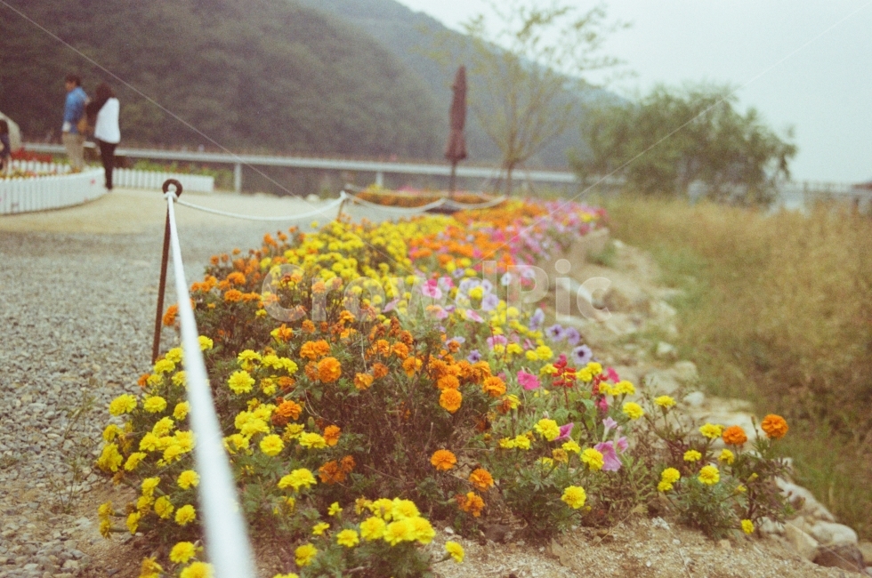 꽃밭,꽃,필카,필름카메라,필름감성,아날로그,감성,식물,자연,plants,nature,꽃,flower