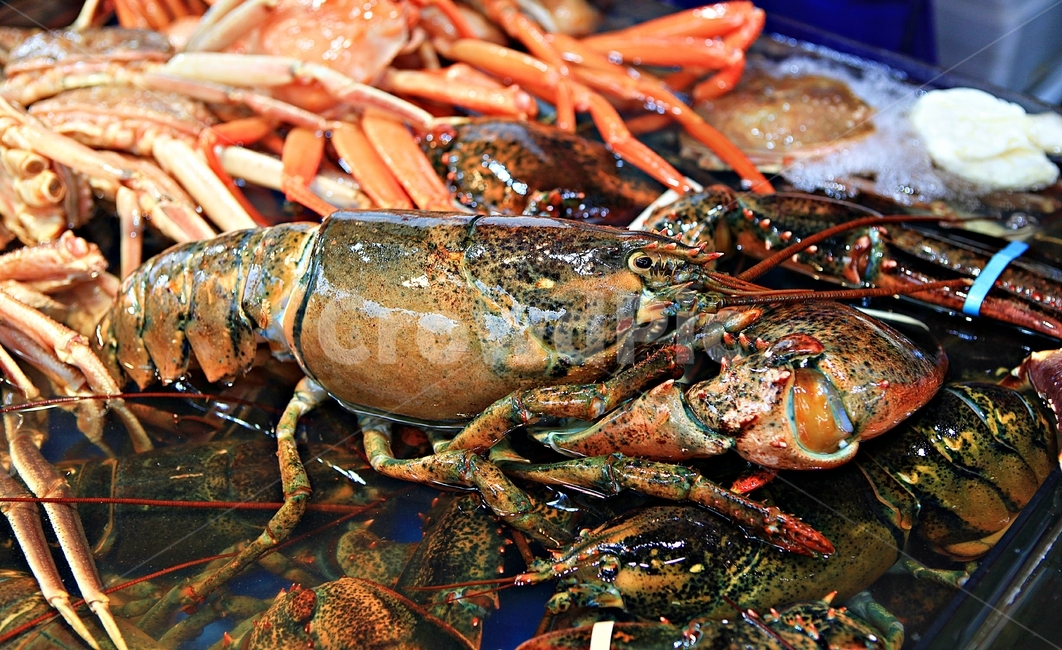 바다가제,가제,갑각류,먹거리찜용,배경,자연,시장,마트,마켓,market,mart,market place,음식,식재료,요리,food,cook,meal,dishes,food reserves,수산물,해산물,fishery products,seafood
