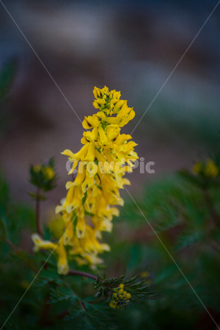 꽃,야생화,야생꽃,노란꽃,자연,봄,식물,자연,plants,nature,꽃,flower