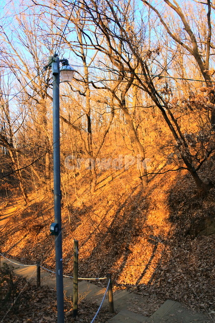 자연,산책,풍경,노을,나무