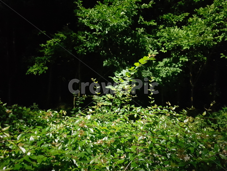 밤,여름,식물,나뭇잎,초록색,검은색,night,nature,leaves,green,plants,black,잎,잎사귀,나무,봄,자연,summer,spring
