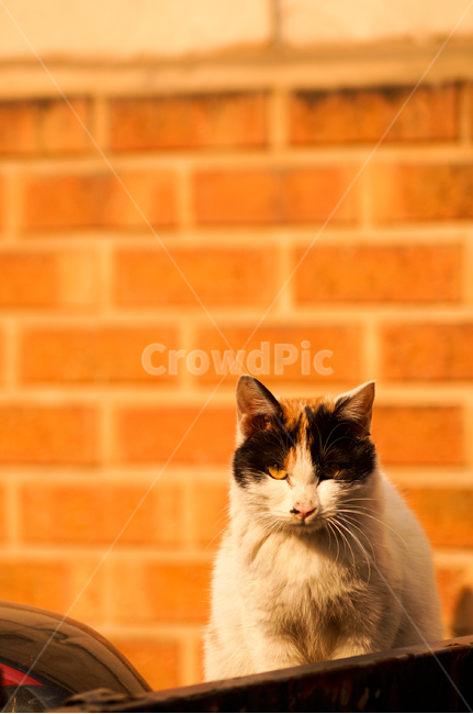 고양이,동물,포유류,길냥이,cat,animal,pet,동물,animal,포유류,mammal,고양이,cat,kitten,kitty