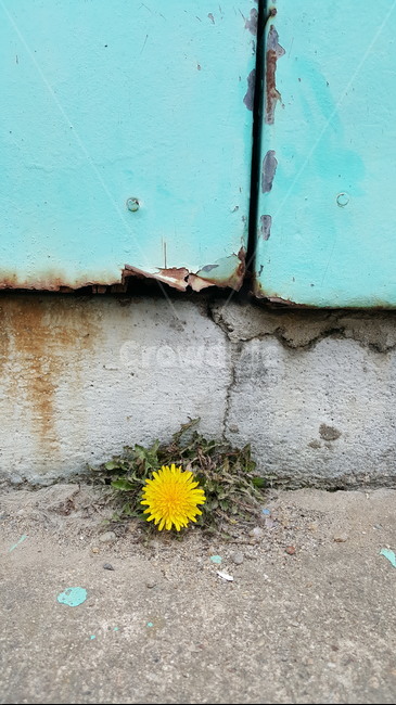 감성,민들레,하늘색,민들레홀씨,자연,식물,자연,plants,nature,꽃,flower