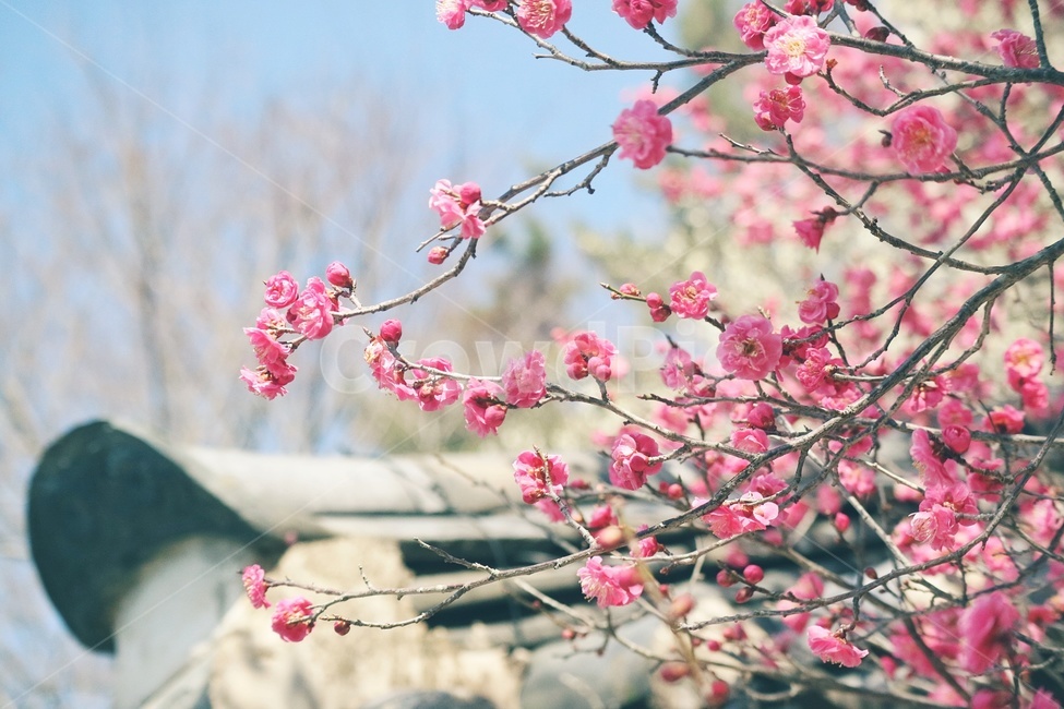 봄,꽃,spring,flower,홍매화,순천,금둔사,감성,봄,계절,spring,season,한국전통,한국문화,korean traditional,korean culture,식물,자연,plants,nature,꽃,flower,감성,sensible,feeling,plant,blossom,cherry blossom,벚꽃