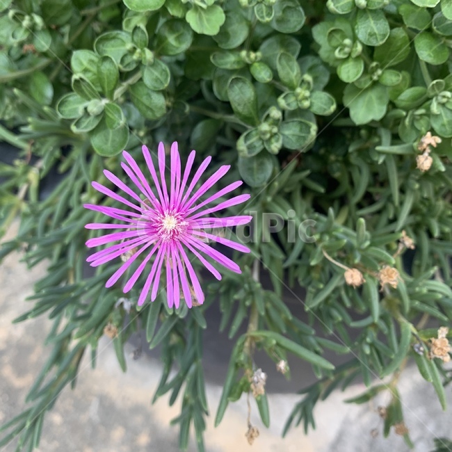 식물,꽃,자연,plant,초록