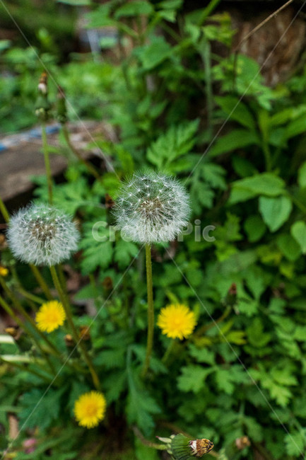 꽃,민들레,홑씨,식물,자연