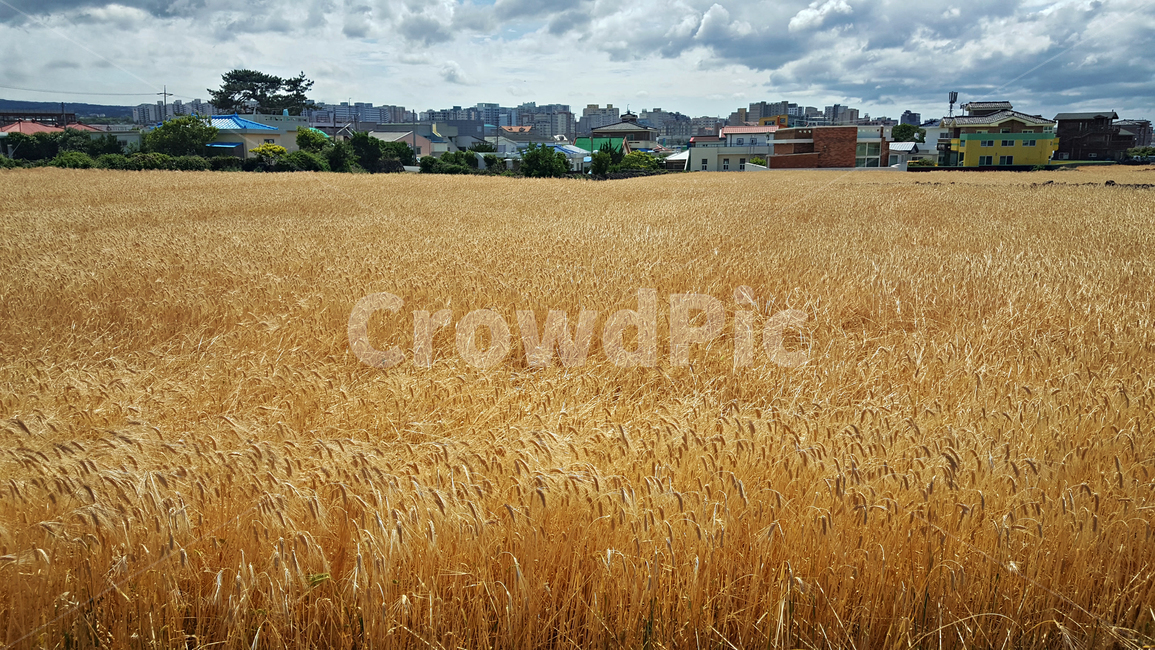 보리밭,보리,plant,produce,vegetable,야채,grain,곡물